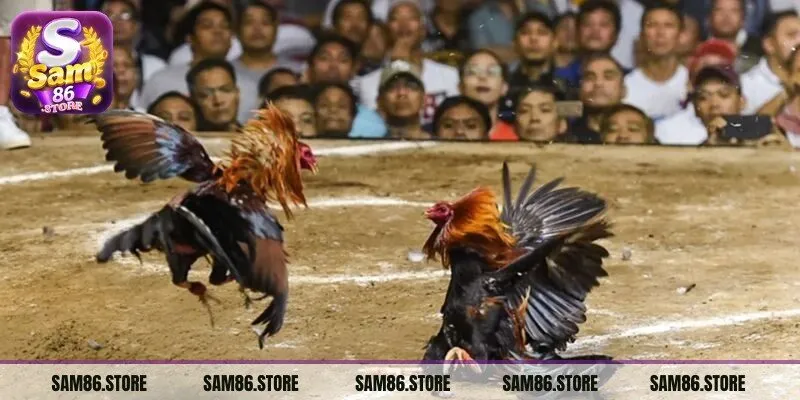 Đá gà cựa sắt là là hình thức giải trí trực tuyến được nhiều người yêu thích