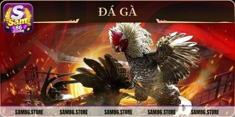 Tham gia những trận đấu gà kịch tính, hấp dẫn tại Sam86