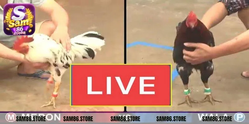 Đá Gà Sam86 chứng minh được sức hút mạnh mẽ