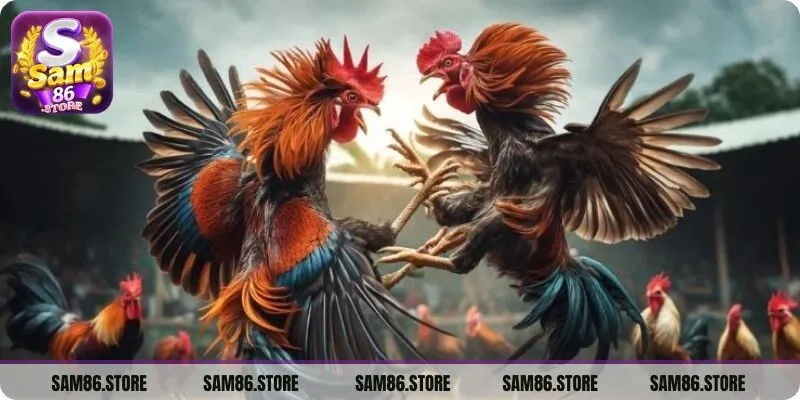 Đá Gà Sam86 là sự lựa chọn được ưu tiên hàng đầu